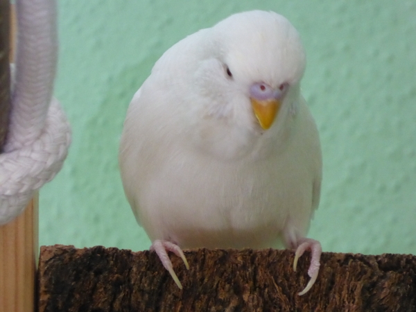 Stan