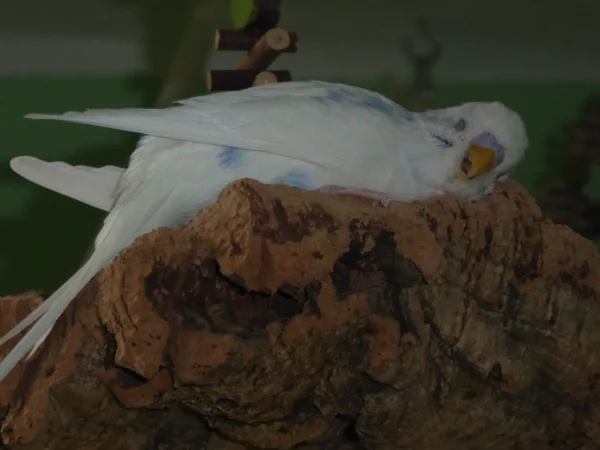 Wellensittich-Bild: Kann man denn hier nicht mal in Ruhe ein Schläfchen machen ?