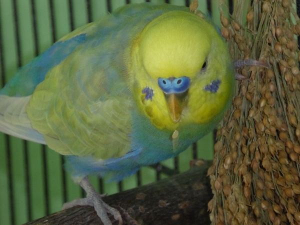 PHPSESSID