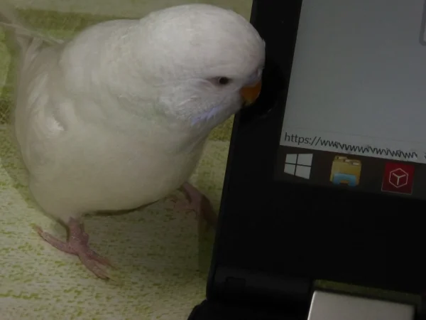 Wellensittich-Bild: Stan sitzt wieder mal neben meinen Laptop und guckt zu was ich mache. Könnte ja sein, das für die Bande auch mal wieder neues Spielzeug rausspringt. Natürlich durfte dann auch nicht fehlen,
das er gemütlich über die Tastatur latscht. 