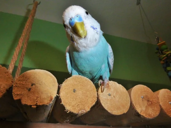 Wellensittich-Bild: Hallo Felo !
Alles klar ?
