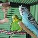 Butschi, der blaue Kakadu !