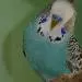 Oskar