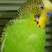 Livius