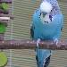 Oskar, die blaue Knutschkugel !