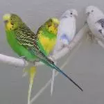Meeting