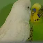 Schließ´die Augen