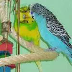 Liebe kann ...