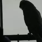 Schattenbilder
