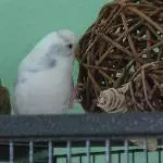 Greg und die Riesenkugel