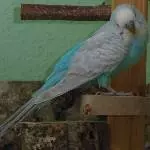 Unser Sorgenwelli