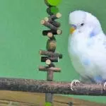 Am 2.Adventssonntag sonnt sich Greg