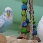 Halli-Hallo