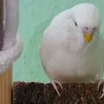 Mein weißes Täubchen