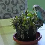 Oskar und der Golli