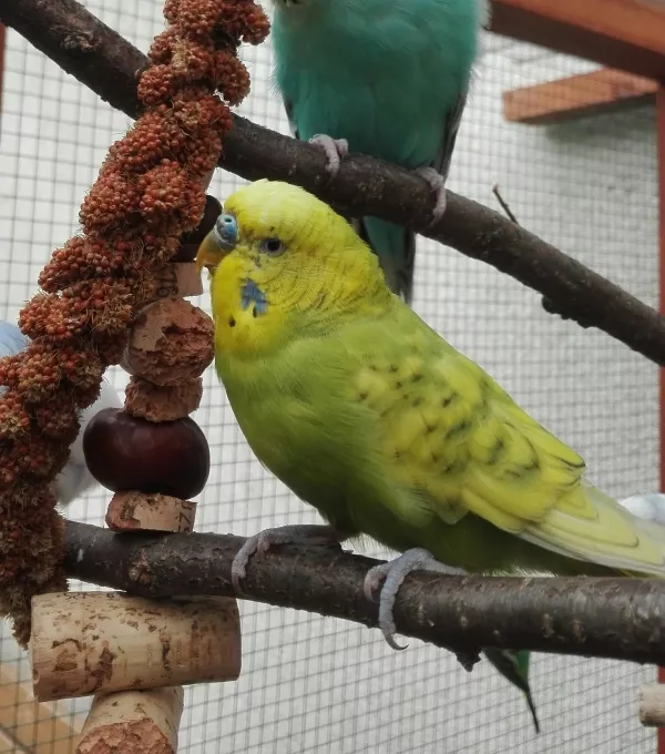 Wellensittich-Bild: Paul kam gemeinsam mit Frank als Welli-Starterpaket aus dem Tierheim zu uns und die beiden haben uns mit dem Wellifieber angesteckt. Aus zweien sind mittlerweile sechs geworden.

Er hat aber inzwischen Frank verlassen und ist eine Partnerschaft mit Piet eingegangen.