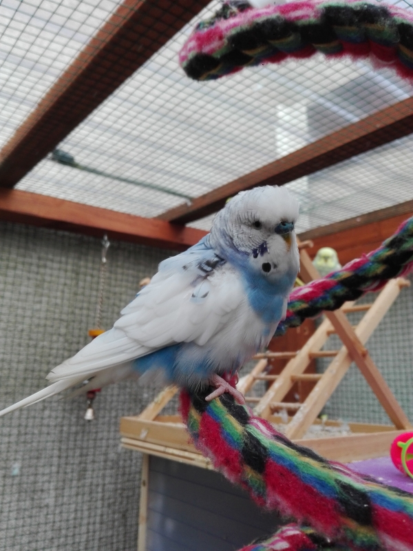 Piet