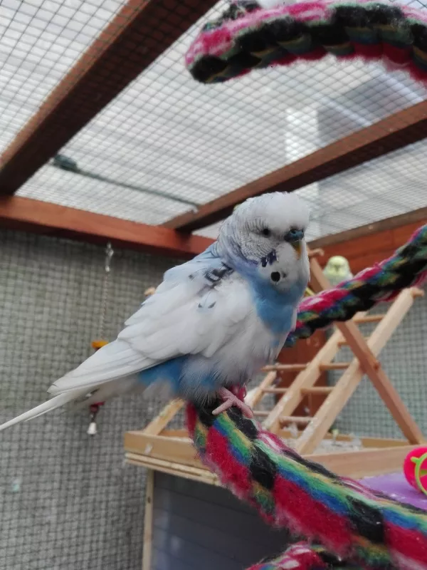 Wellensittich-Bild: Er ist immer da, wo es etwas zu Futtern gibt. In den ersten Tagen bei uns wohnte er im Futternapf.

Wenn er mal nicht frißt, stiftet er andere zu Unfug an.
