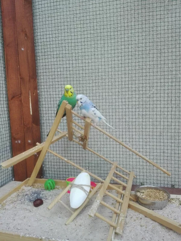 Wellensittich-Bild: Na, da ist die Silvesterparty ja wohl ein bisschen ausgeartet, Arthur, und Piet, oder?