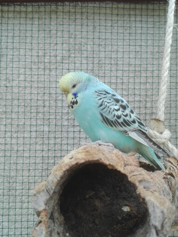Oscar