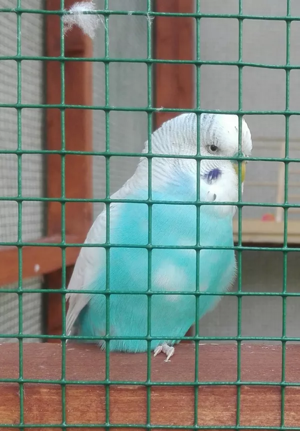Wellensittich-Bild: Frank kam gemeinsam mit Paul als Welli-Starterpaket aus dem Tierheim zu uns und die beiden haben uns mit dem Wellifieber angesteckt. Aus zweien sind mittlerweile sechs geworden.

Paul hat Frank aber inzwischen verlassen und ist eine Partnerschaft mit Piet eingegangen.