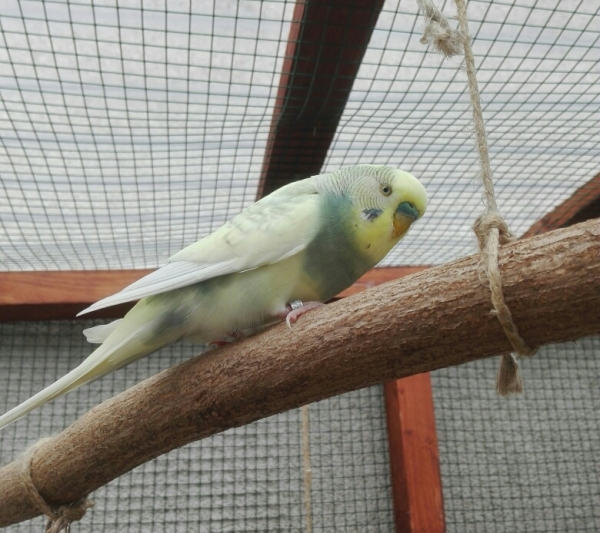 Jackson