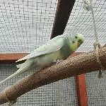Jackson