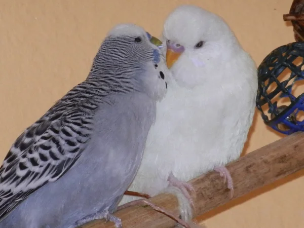 Wellensittich-Bild: Bela und Flöckchen beim abendlichen Kraulen...