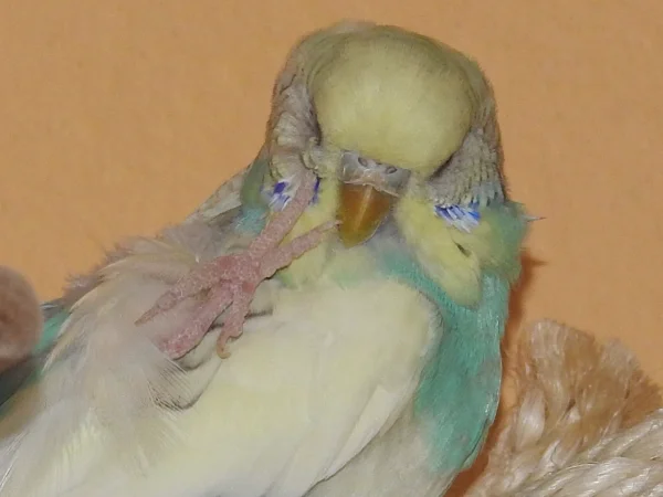 Wellensittich-Bild: Grüße von der kleinen Nina!