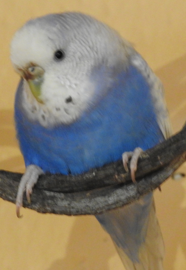 Sara