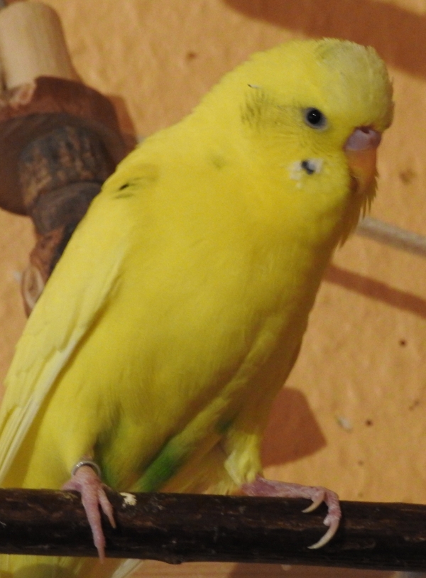 Cookie