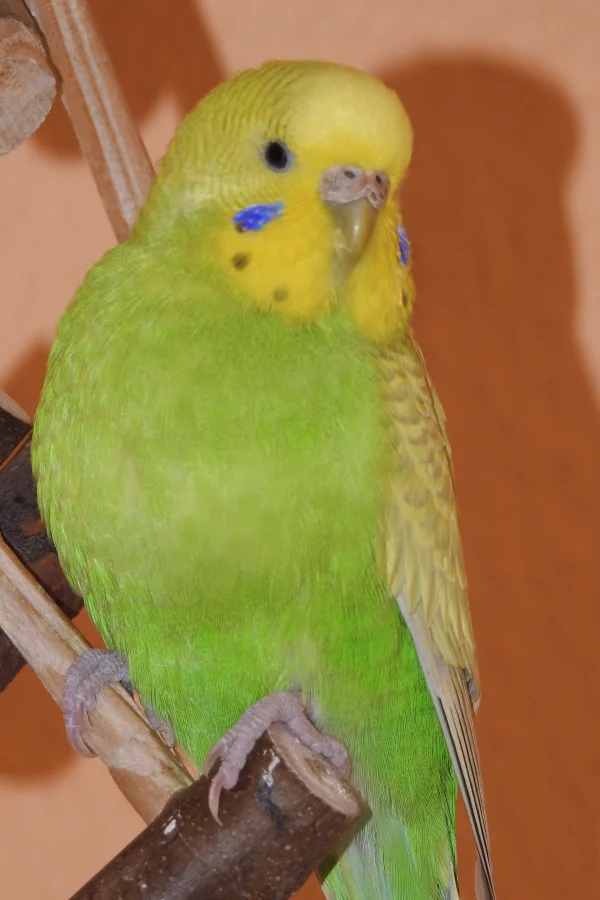 Wellensittich-Bild: Sie ist mit Flöckchen verheiratet, krault ihn ausgiebig und schreddert für ihr Leben gern.