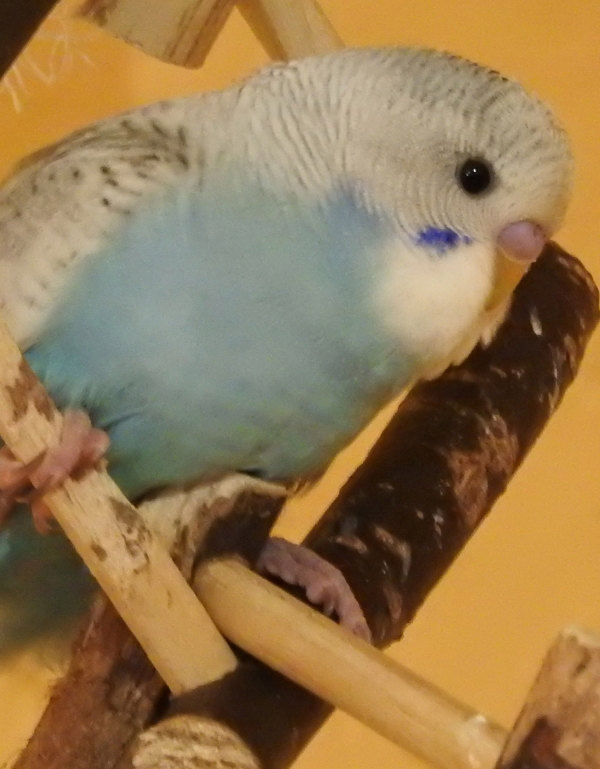 Alex