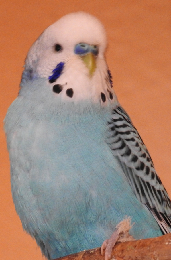 PHPSESSID