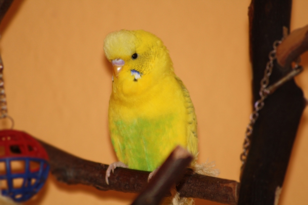 Porli