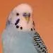 Kofi