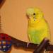 Porli