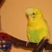Porli