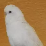 Flöckchen, der Verliebte