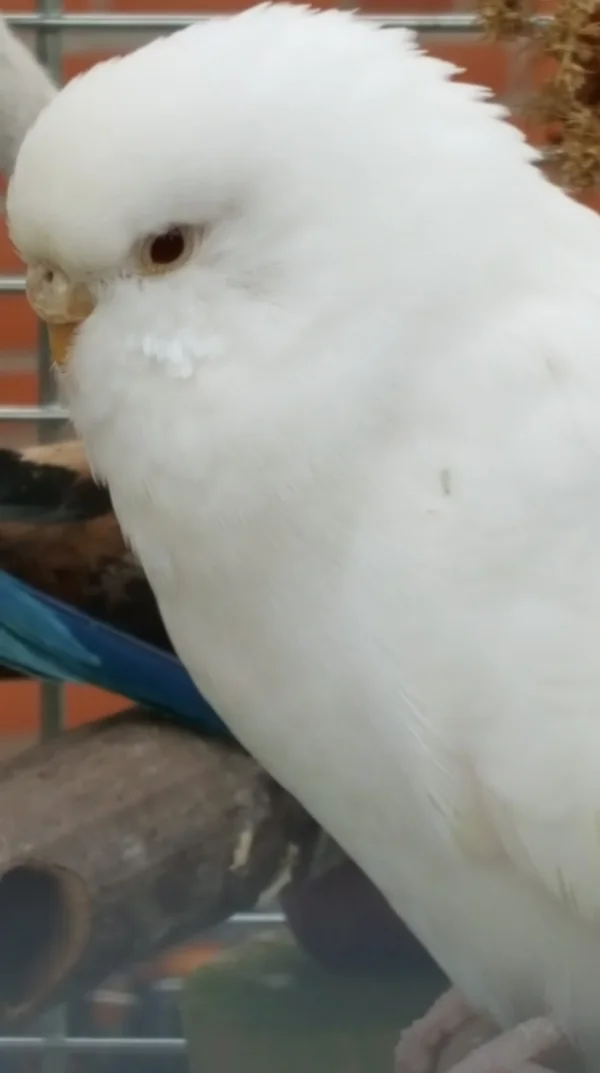 Wellensittich-Bild: Mit Tanaja ist gestern Albino Nr. 2 in die T-Gang eingezogen.