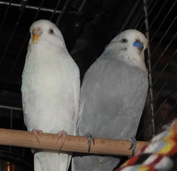 Wellensittich-Bild: Tamara und Tweety sitzen gern zusammen