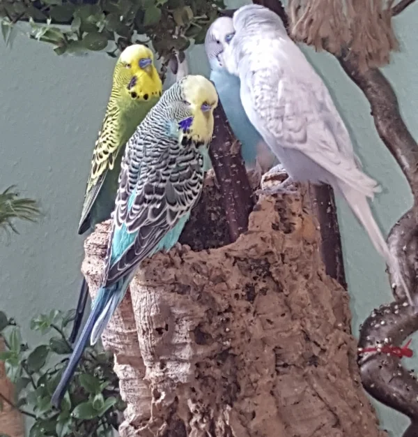 Wellensittich-Bild: Teambesprechung am Montagmorgen.
