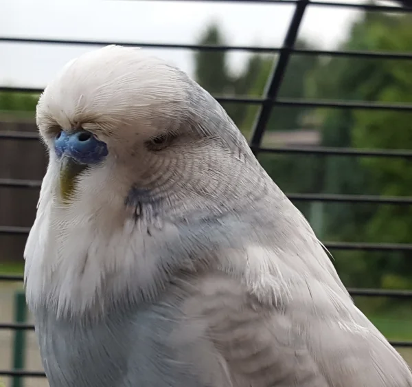 Wellensittich-Bild: Tweety beobachtet sein Umfeld sehr aufmerksam.