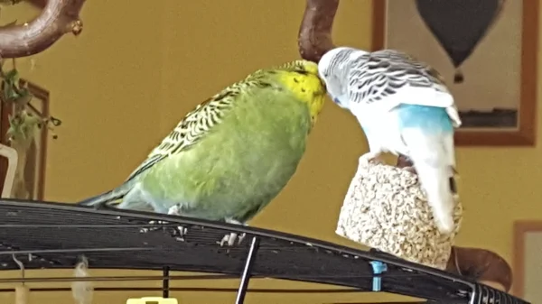 Wellensittich-Bild: Teeny und Teasy schnäbeln ausgiebig.