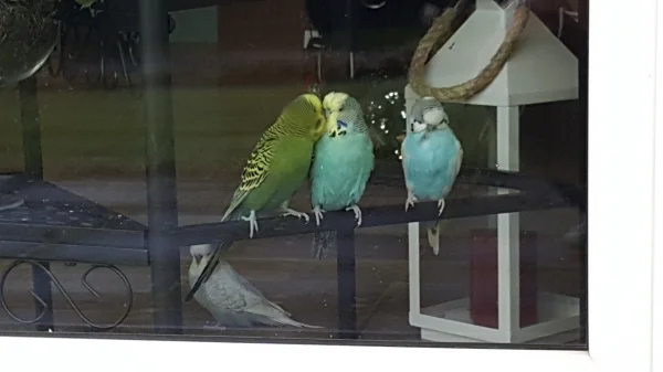 Wellensittich-Bild: Meine Wellis sitzen gerne am Fenster.