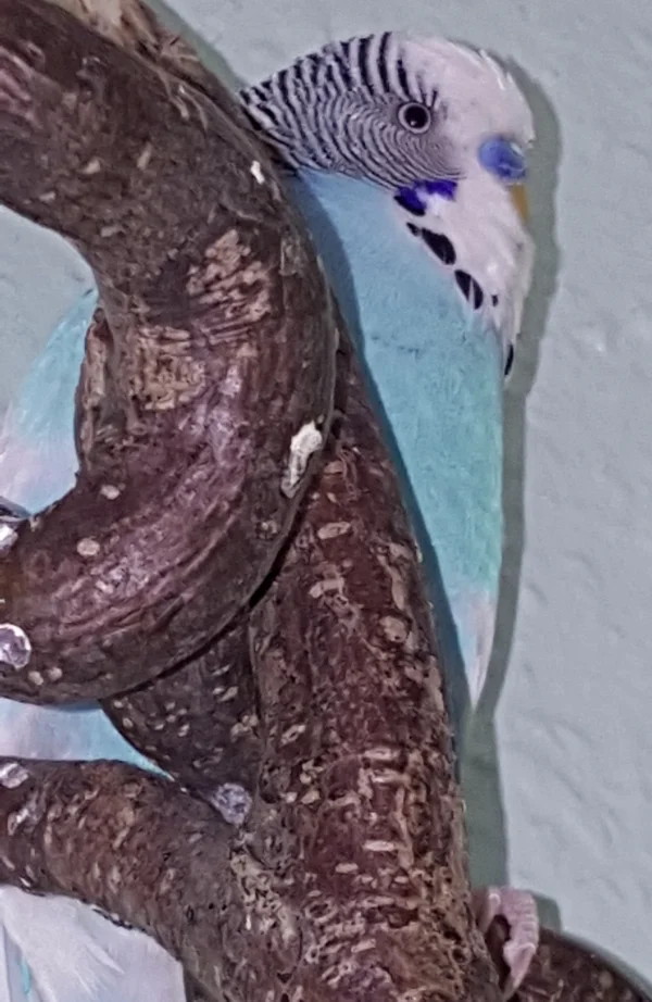 Wellensittich-Bild: Teeny hat ein tolles Versteck gefunden.