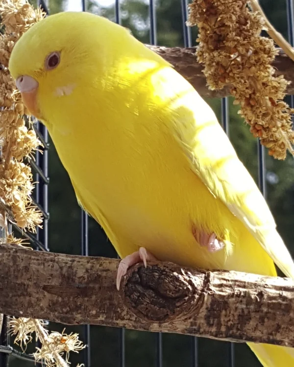 Wellensittich-Bild: Teely döst in der Sonne
