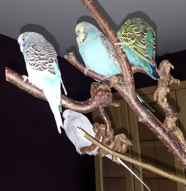 Wellensittich-Bild: Der Zimmerbaum wurde auch gleich als Schlafplatz auserkoren.
