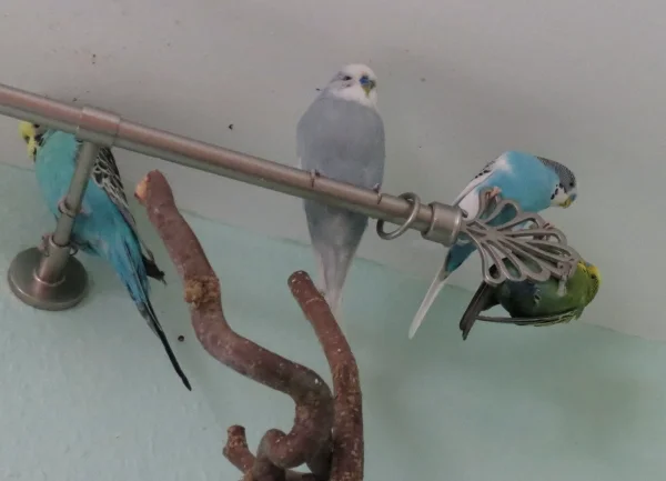 Wellensittich-Bild: Teeny verteidigt seinen Platz.