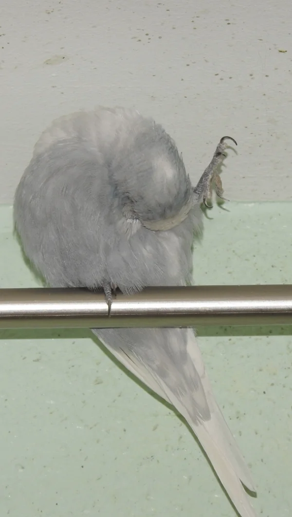 Wellensittich-Bild: Tweety macht sich hübsch